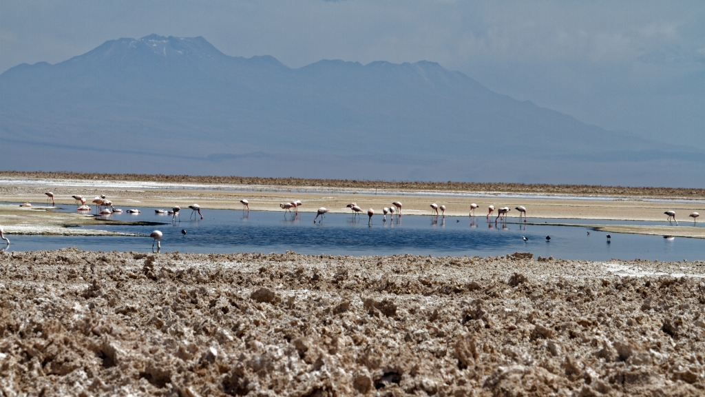 01 - Désert d'Atacama (11) - Laguna Chaxa.jpg